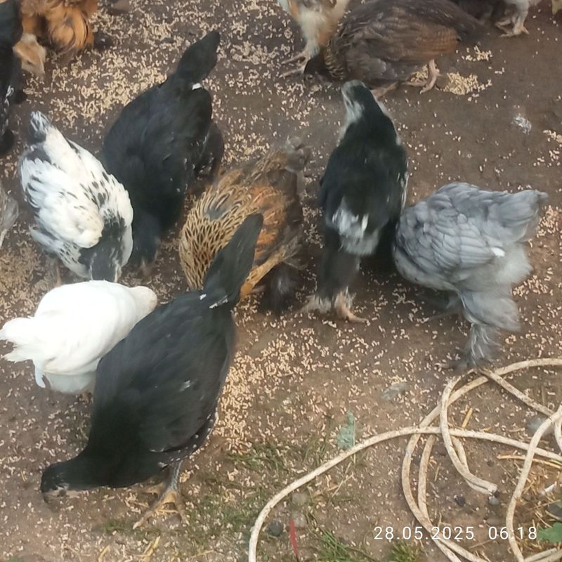 Продаются цыплята брама и фениксы Продаются цыплята брама и фениксы