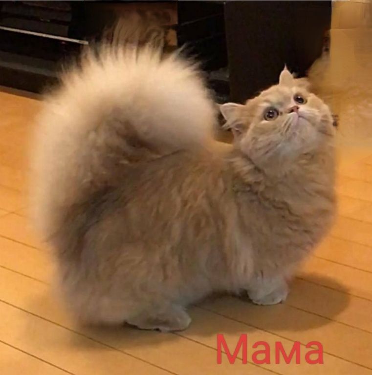 Продаётся Манчкин.