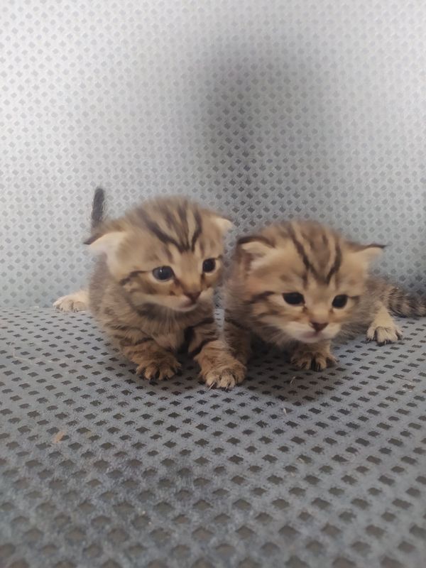 2 oylik bilan 1 yarim oylik 2 oylik bilan 1 yarim oylik