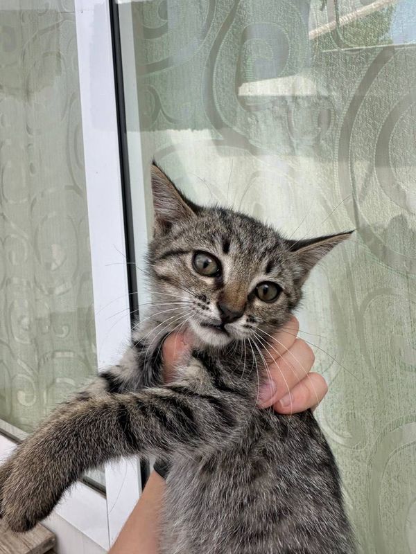 Отдам котёнка в добрые руки Отдам котёнка в добрые руки