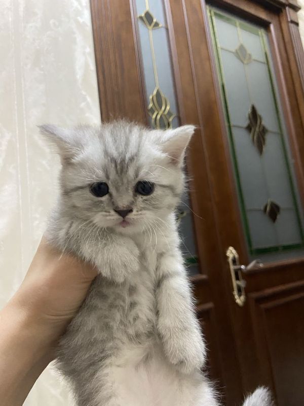 Продается серебристые котята Продается серебристые котята