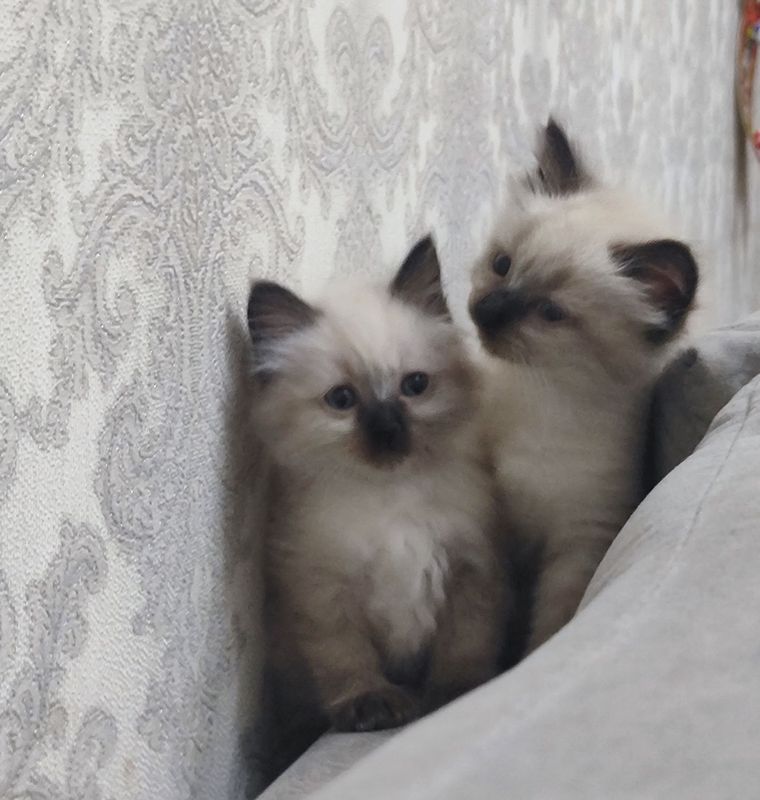 Умные, красивые,породистые котята Умные, красивые,породистые котята