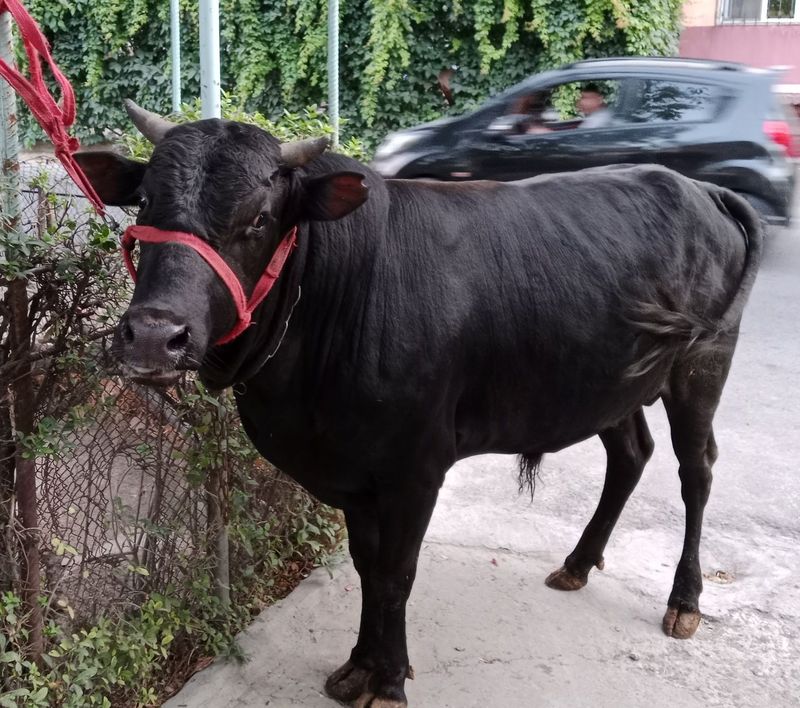 Buqa Qora mol ikkita sotiladi Buqa Qora mol ikkita sotiladi