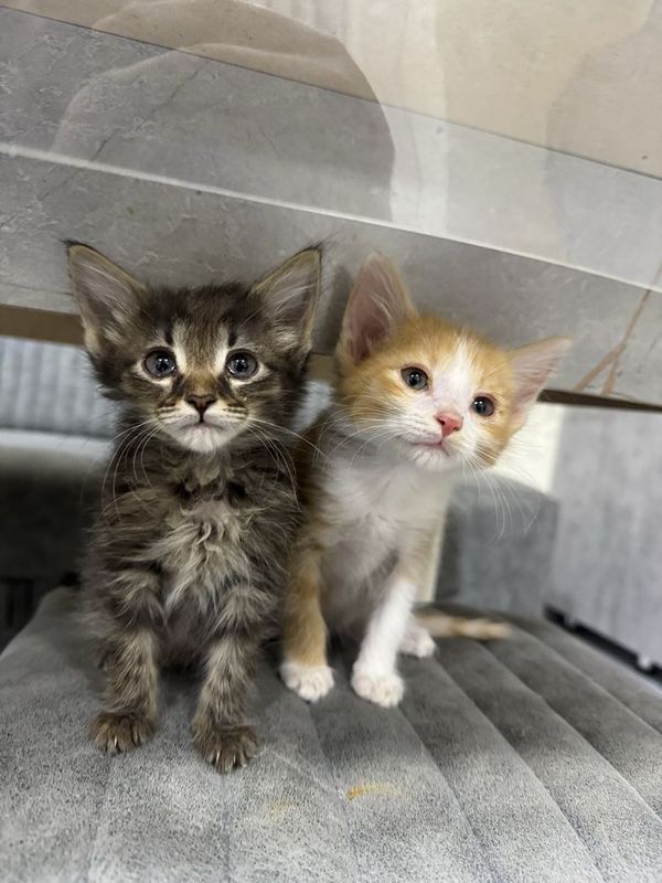 Милые котята Милые котята