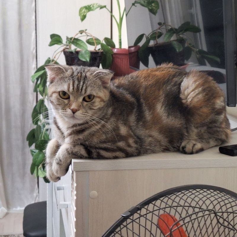 Пародистая домашняя кошка Пародистая домашняя кошка