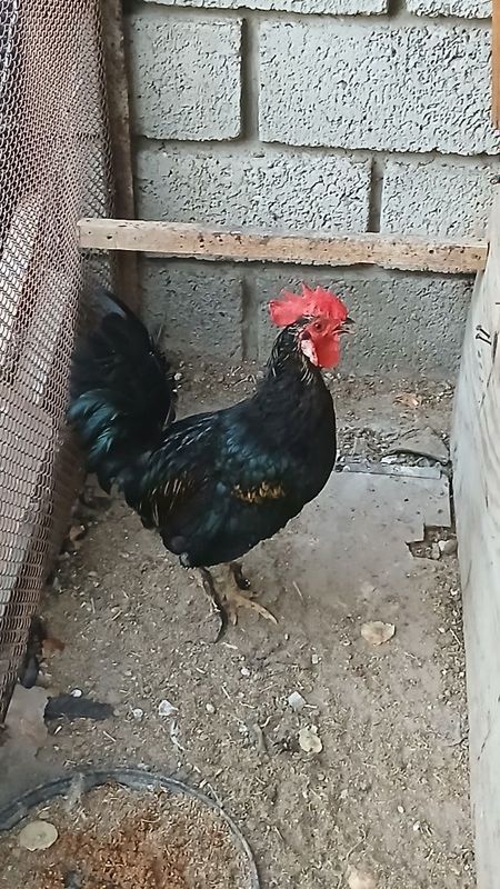 Xŏroz SOTILADI 1 yillik