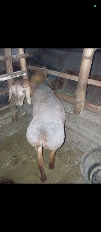 Qoʻzi sotiladi qirgʻiz bishkekiki Qoʻzi sotiladi qirgʻiz bishkekiki