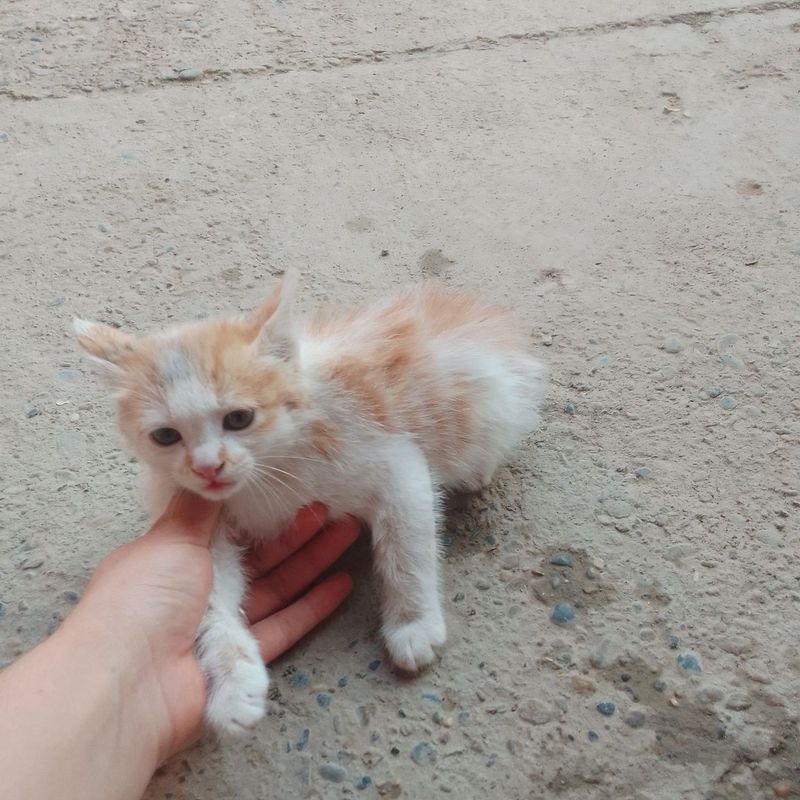 Muwukcha erkak hadyaga Muwukcha erkak hadyaga