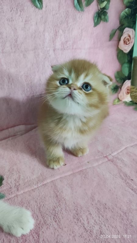 Шотландский скотиш фолд Шотландский скотиш фолд