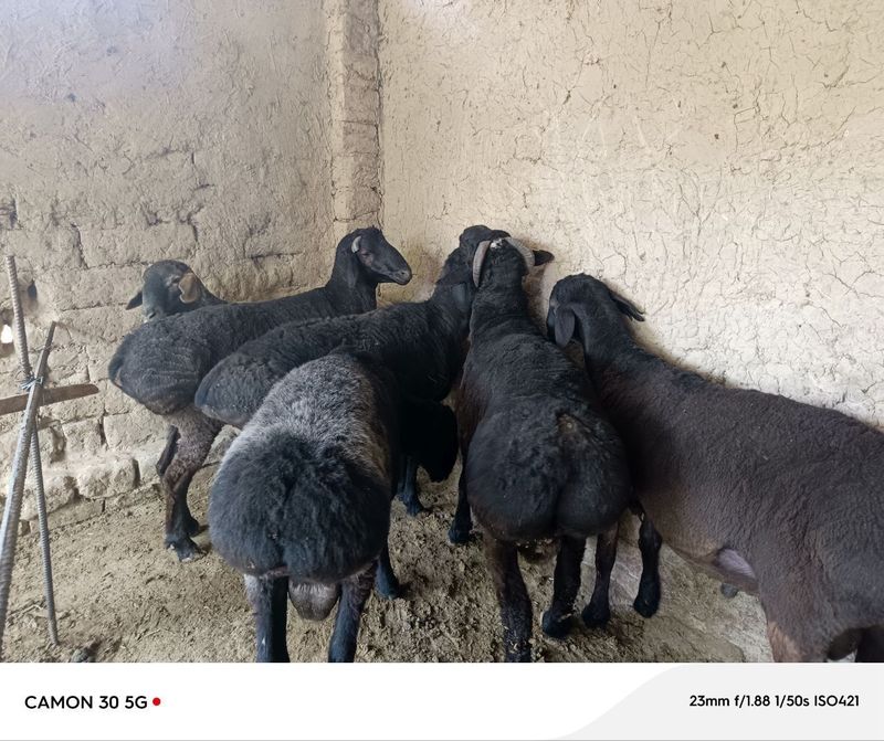 Qoʻy zodli sog'lom Qoʻy zodli sog'lom