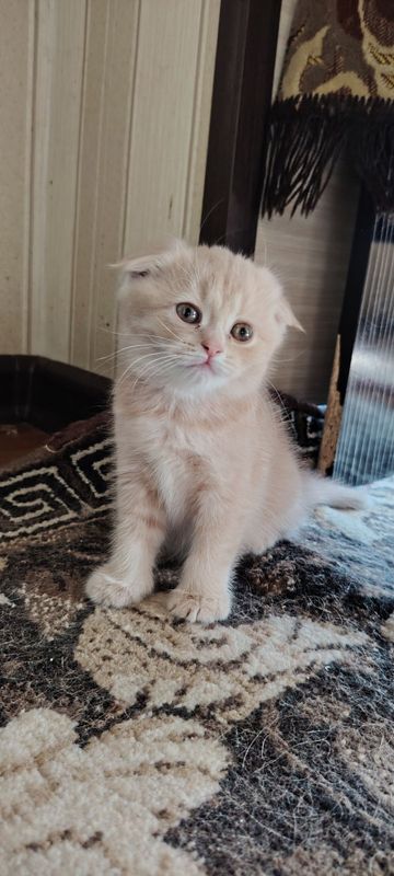 Прадаеться котята.. мама лиловая шотланка папа лиловая британская Прадаеться котята.. мама лиловая шотланка папа лиловая британская