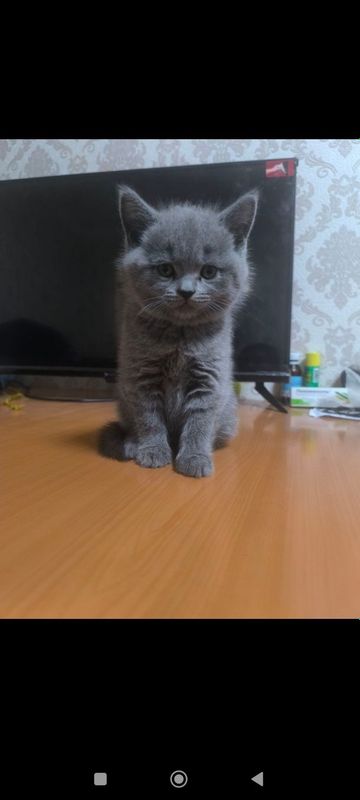 Mushuk bolasi sotiladi Skotsh stray Mushuk bolasi sotiladi Skotsh stray