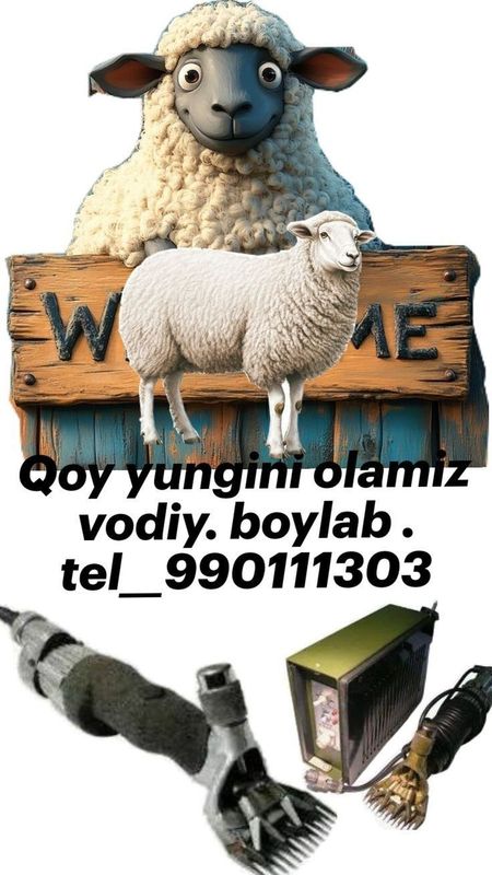 Qoy yungini olamiz vodiy boylab Qoy yungini olamiz vodiy boylab
