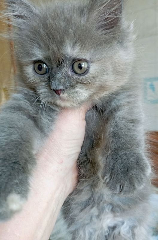 Котёнок пушистый девочка 2 мес.