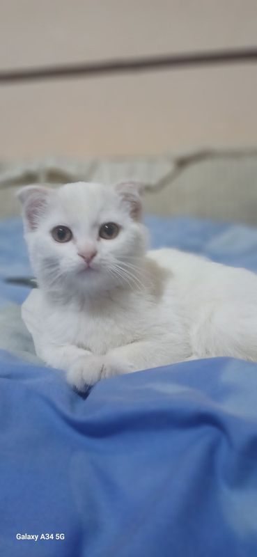 Шотландская вислоухая кошка