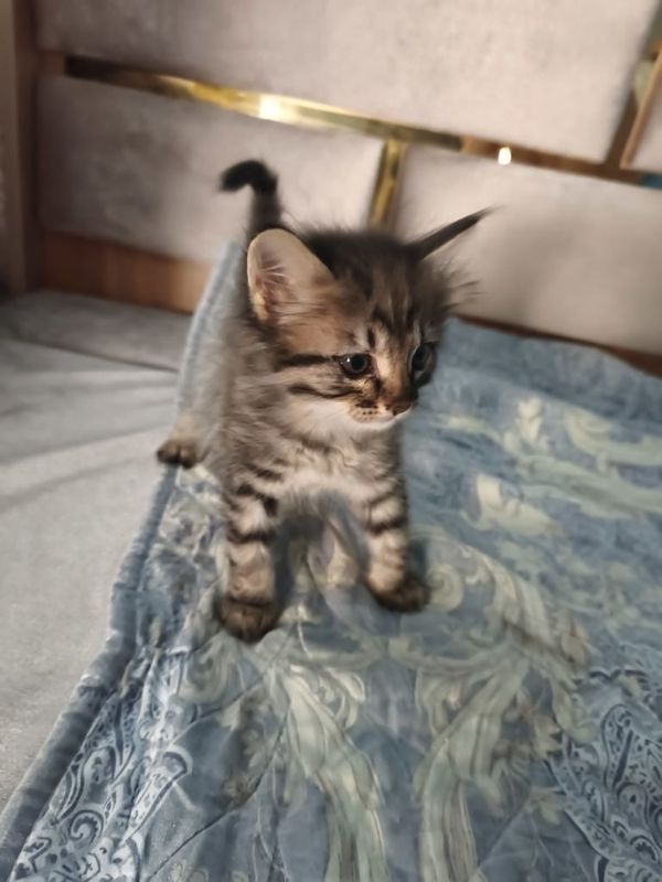 домашние чистые котята дата. 0707 домашние чистые котята дата. 0707