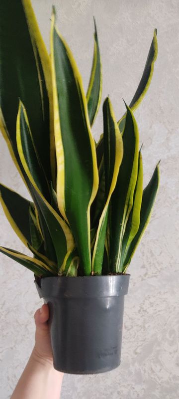 Сансевьерия Сансевиерия Sansevieria голоден блэк