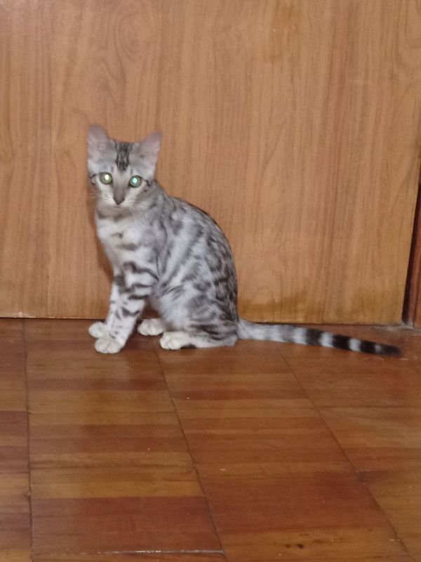 Bengal mushuk sotiladi Bengal mushuk sotiladi