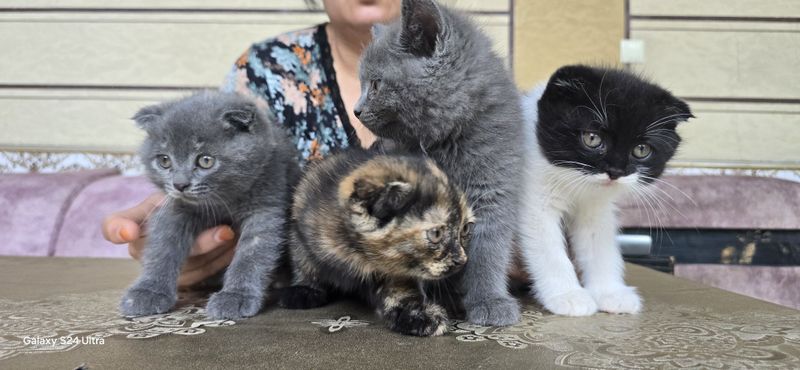 Красивые котята 2 месяца Красивые котята 2 месяца