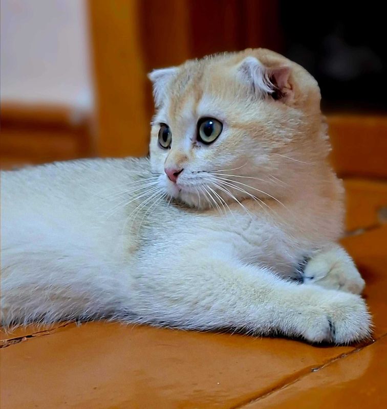 Котёнок маленький Котёнок маленький