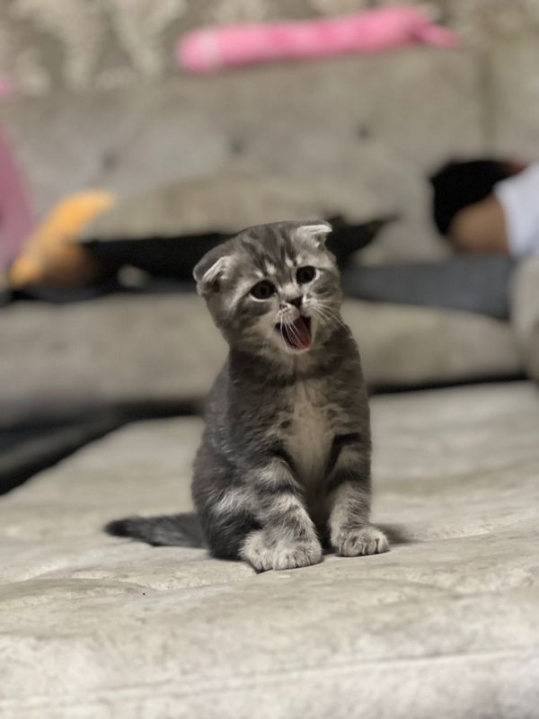 Котенок 2’5 месяца скотиш Фолл девочка Котенок 2’5 месяца скотиш Фолл девочка