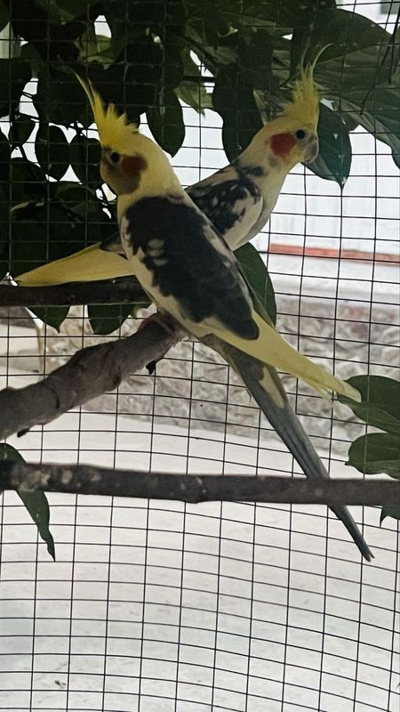 Karella srochniy + Kletka + dublonka tuxum qoygan