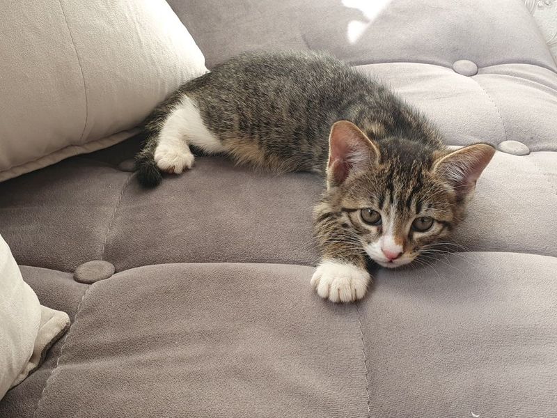 Бесплатные котёнки Бесплатные котёнки