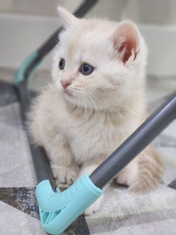 На продаже котята