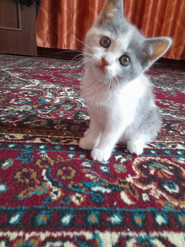 Mushuklar 5 4oylik Mushuklar 5 4oylik