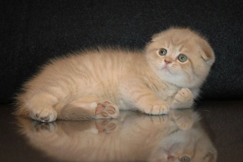Шотландский вислоухий
