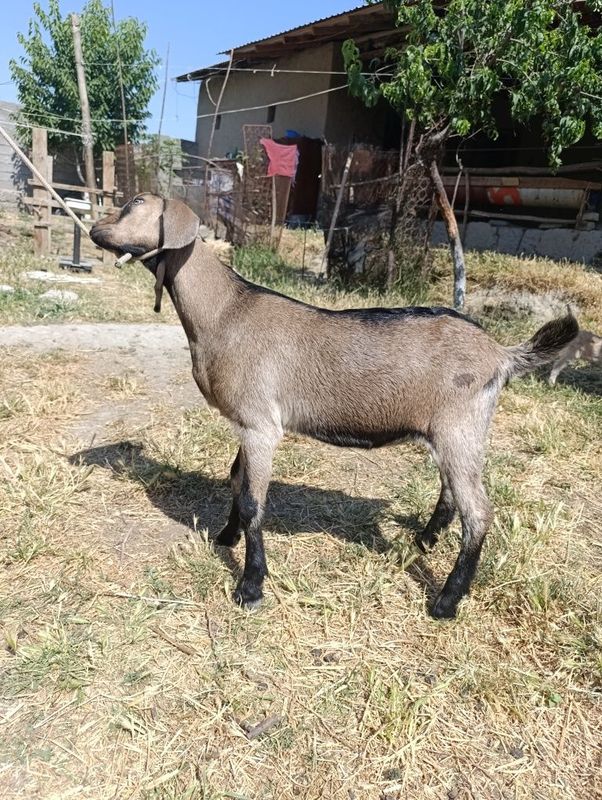 Zotdor echkilar. Zotdor echkilar.
