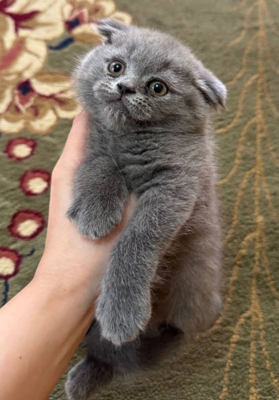 Скотиш фолд угил мушукча Скотиш фолд угил мушукча