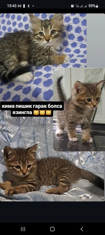 продаётся котята продаётся котята