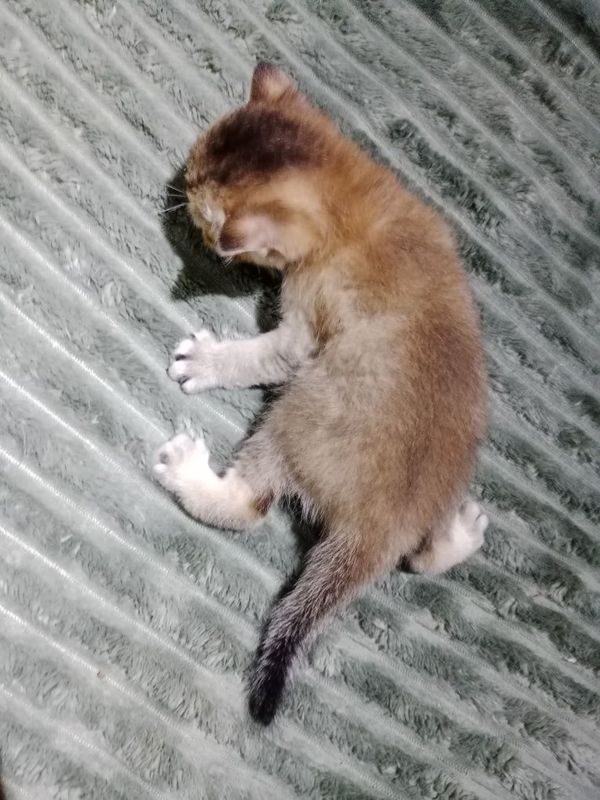 Котята девочки и мальчики Котята девочки и мальчики