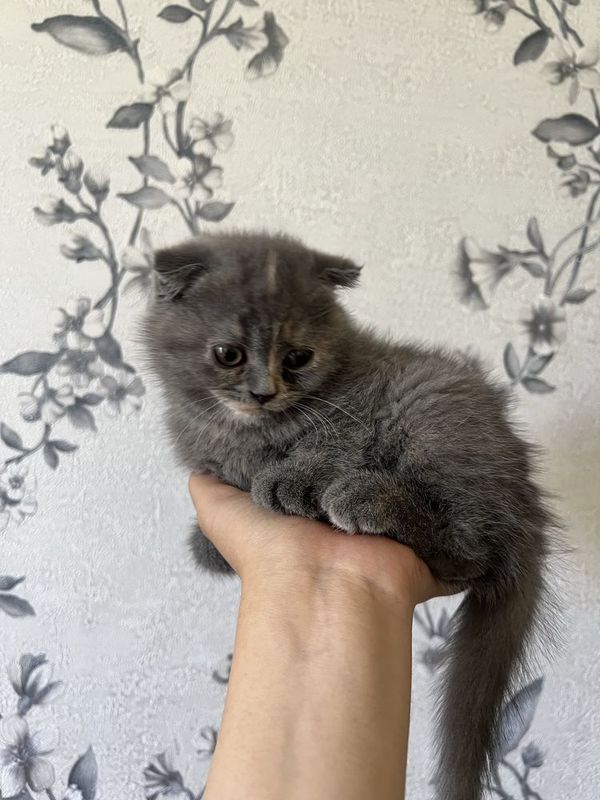 скоттиш фолд киз бола мушук скоттиш фолд киз бола мушук