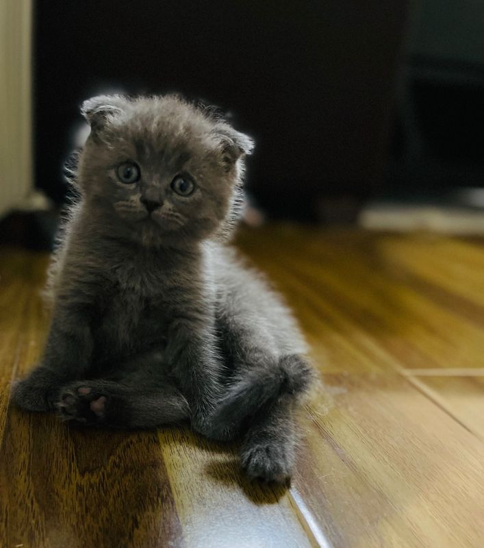 Продаются шотландцы страйт,фолд!Едят самостоятельно, приучены к лотку! Продаются шотландцы страйт,фолд!Едят самостоятельно, приучены к лотку!