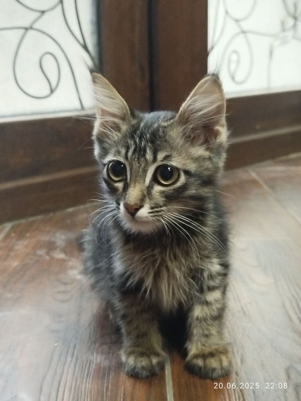 Котенок 1 мес. Продам срочно Котенок 1 мес. Продам срочно