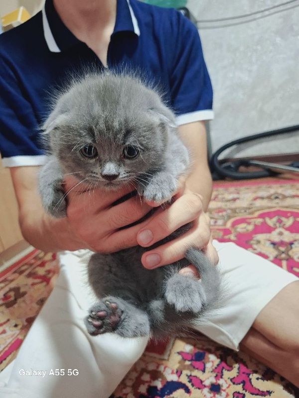 Продаются Шотландские котята