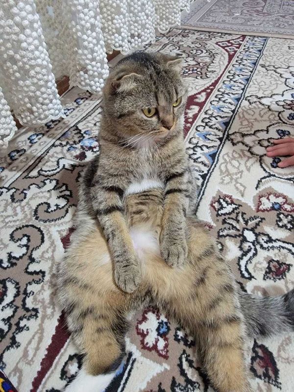 Отдам кошка в заботливые руки бесплатно Отдам кошка в заботливые руки бесплатно