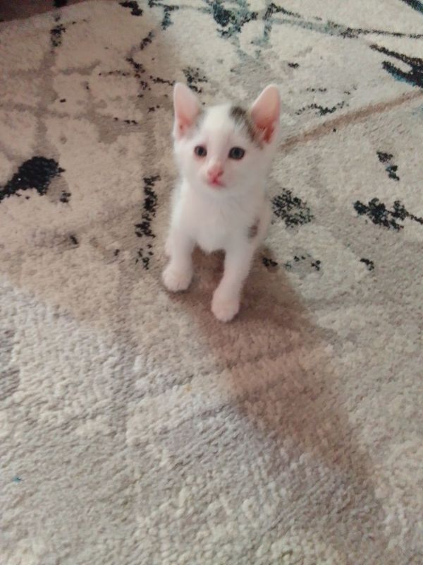 Сибирские котята Сибирские котята