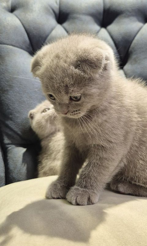 Продаются котята (Super Scottish Fold) Продаются котята (Super Scottish Fold)