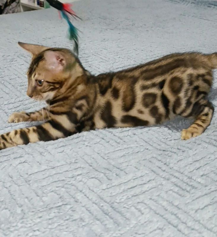 Продажа бенгальских кошек