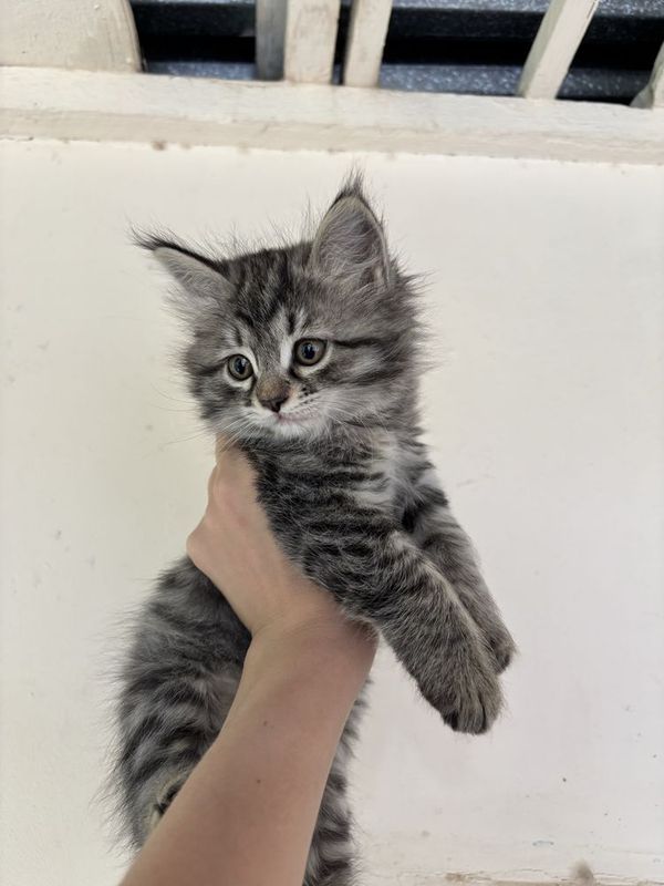 Котята в добрые руки Котята в добрые руки