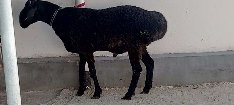 Сурхандарё Хисори Кучкор сотилади Сурхандарё Хисори Кучкор сотилади