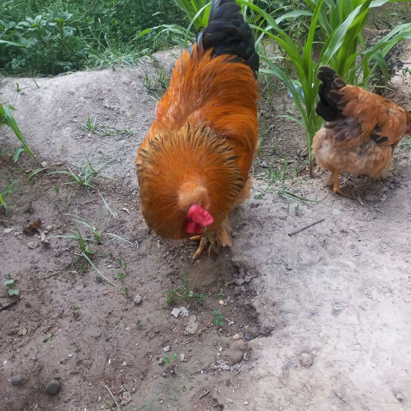 Xuroz toza brama