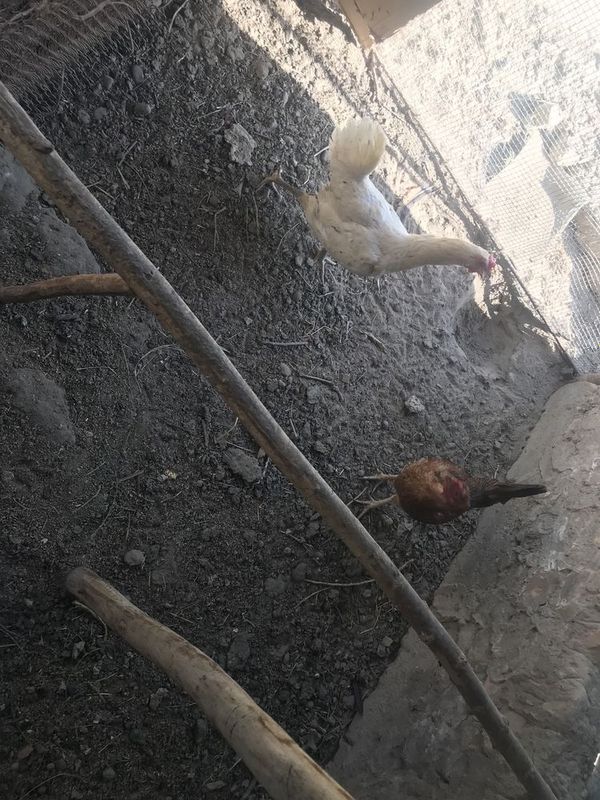 Shu ikkita tovuq sotiladi xar kuni 2ta tuxum tugʻadi