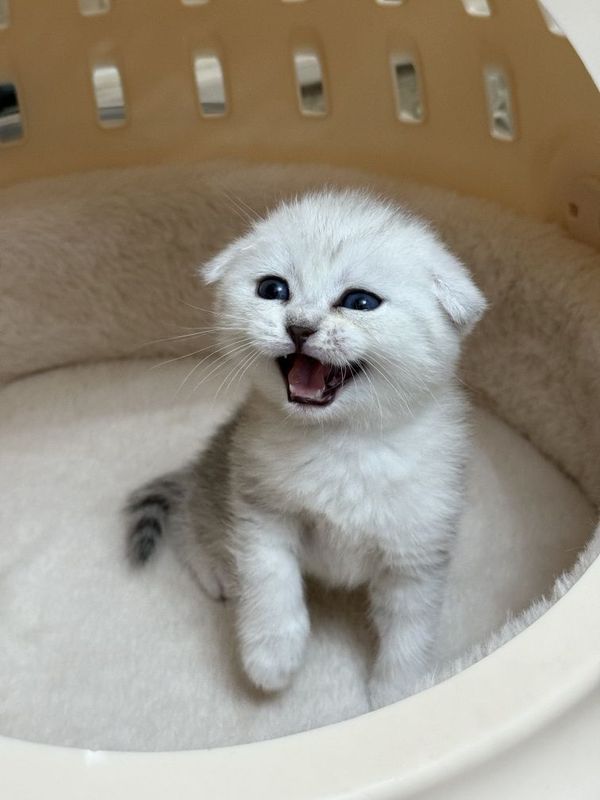 Scottish fold mramorniy shinshilla, mushuk bolasi, eng yaxshi hayitlik Scottish fold mramorniy shinshilla, mushuk bolasi, eng yaxshi hayitlik