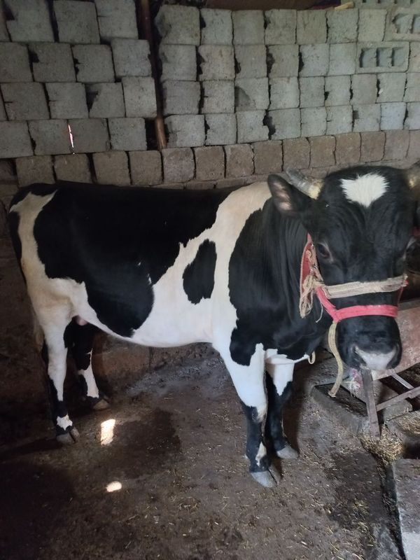 Mol arzon narxlarda Mol arzon narxlarda