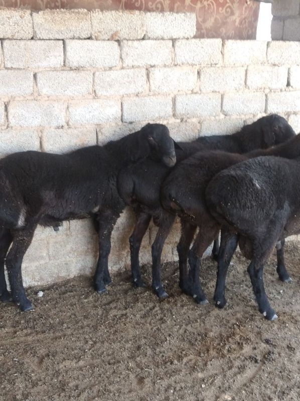 Куй кочкор,Qoy qochqor qurbonlikga Куй кочкор,Qoy qochqor qurbonlikga