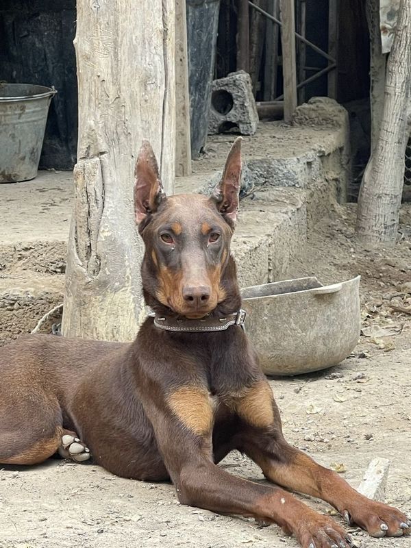 Doberman it sotiladi
